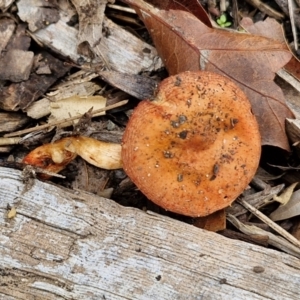 Leratiomcyes ceres at Sullivans Creek, Lyneham South - 13 Jun 2024