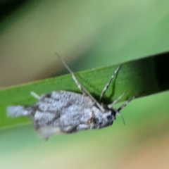 Gelechiidae (family) at O'Reilly, QLD - 11 Jun 2024 by Hejor1