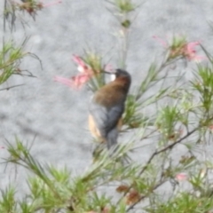 Acanthorhynchus tenuirostris at GG182 - 13 Jun 2024