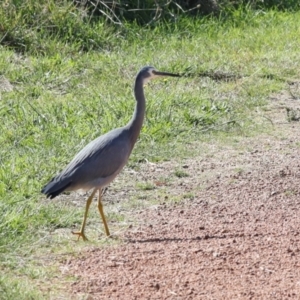 Egretta novaehollandiae at Jerrabomberra Wetlands - 10 Apr 2024 11:41 AM