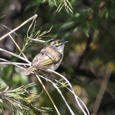 Caligavis chrysops (Yellow-faced Honeyeater) at Jerrabomberra Wetlands - 10 Apr 2024 by AlisonMilton