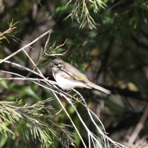 Caligavis chrysops at Jerrabomberra Wetlands - 10 Apr 2024 11:36 AM