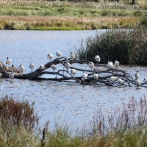 Threskiornis molucca at Jerrabomberra Wetlands - 10 Apr 2024 11:45 AM