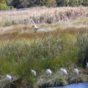 Threskiornis molucca at Jerrabomberra Wetlands - 10 Apr 2024 11:45 AM