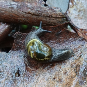 Helicarion cuvieri at Brindabella National Park - 12 Jun 2024