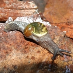 Helicarion cuvieri at Brindabella National Park - 12 Jun 2024