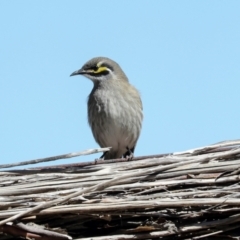 Caligavis chrysops (Yellow-faced Honeyeater) at Jerrabomberra Wetlands - 10 Apr 2024 by AlisonMilton