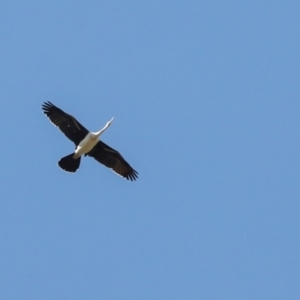 Anhinga novaehollandiae at Jerrabomberra Wetlands - 10 Apr 2024 01:32 PM