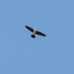 Anhinga novaehollandiae at Jerrabomberra Wetlands - 10 Apr 2024 01:32 PM