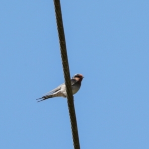 Hirundo neoxena at Jerrabomberra Wetlands - 10 Apr 2024 01:53 PM