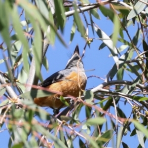 Monarcha melanopsis at Jerrabomberra Wetlands - 10 Apr 2024