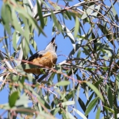 Monarcha melanopsis at Jerrabomberra Wetlands - 10 Apr 2024