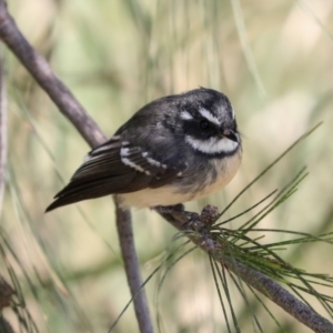 Rhipidura albiscapa at Jerrabomberra Wetlands - 10 Apr 2024