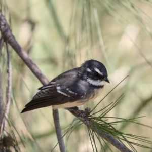 Rhipidura albiscapa at Jerrabomberra Wetlands - 10 Apr 2024