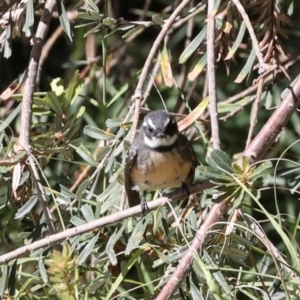 Rhipidura albiscapa at Jerrabomberra Wetlands - 10 Apr 2024