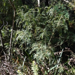 Polyscias sambucifolia subsp. Short leaflets (V.Stajsic 196) Vic. Herbarium at Brindabella National Park - 12 Jun 2024