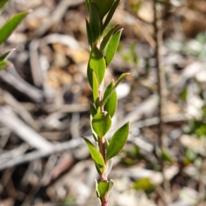 Platysace lanceolata at Brindabella National Park - 12 Jun 2024 01:54 PM