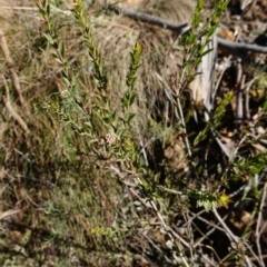 Platysace lanceolata at Brindabella National Park - 12 Jun 2024 01:54 PM