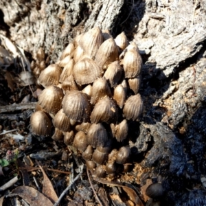 Mycena sp. at QPRC LGA - 12 Jun 2024