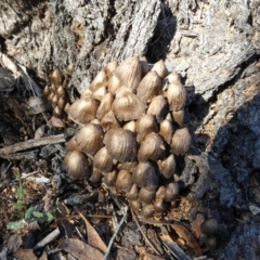 Mycena sp. at QPRC LGA - suppressed