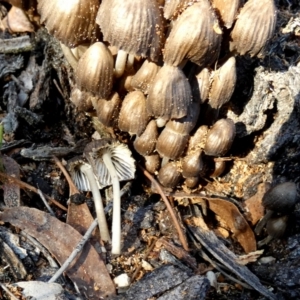 Mycena sp. at QPRC LGA - suppressed