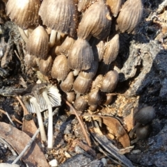 Mycena sp. at QPRC LGA - suppressed