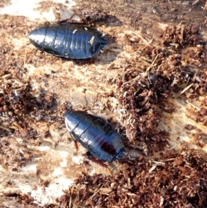 Platyzosteria melanaria at QPRC LGA - 12 Jun 2024