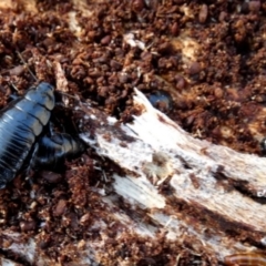 Platyzosteria melanaria at QPRC LGA - 12 Jun 2024