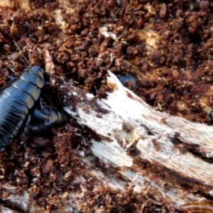 Platyzosteria melanaria at QPRC LGA - 12 Jun 2024