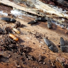 Agrypnus sp. (genus) (Rough click beetle) at Boro - 12 Jun 2024 by Paul4K