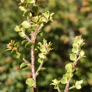 Leionema lamprophyllum subsp. obovatum at Brindabella National Park - 12 Jun 2024