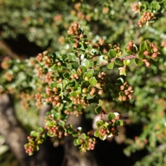 Leionema lamprophyllum subsp. obovatum at Brindabella National Park - 12 Jun 2024