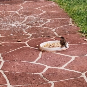 Passer domesticus at Macarthur, ACT - suppressed