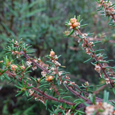 Pomaderris phylicifolia subsp. ericoides (Narrow-leaf Pomaderris) at Namadgi National Park - 12 Jun 2024 by RobG1