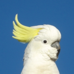 Cacatua galerita (Sulphur-crested Cockatoo) at QPRC LGA - 10 Jun 2024 by MatthewFrawley