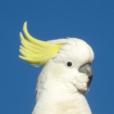 Cacatua galerita (Sulphur-crested Cockatoo) at QPRC LGA - 10 Jun 2024 by MatthewFrawley