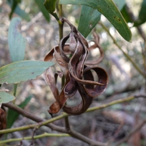 Acacia melanoxylon at Blue Range - 12 Jun 2024