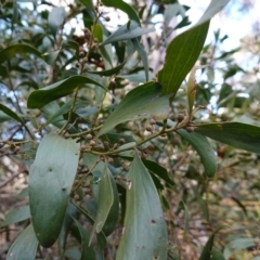 Acacia melanoxylon at Blue Range - 12 Jun 2024