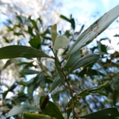 Acacia melanoxylon at Blue Range - 12 Jun 2024