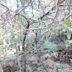 Acacia melanoxylon at Blue Range - 12 Jun 2024