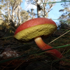 Boletellus obscurecoccineus (Rhubarb Bolete) at Blue Range - 12 Jun 2024 by RobG1