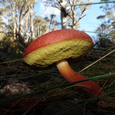 Boletellus obscurecoccineus (Rhubarb Bolete) at Blue Range - 12 Jun 2024 by RobG1