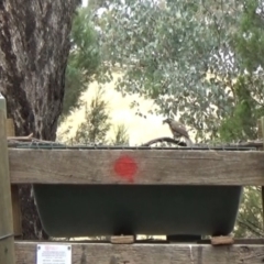 Caligavis chrysops (Yellow-faced Honeyeater) at Livingstone National Park - 22 Jan 2021 by Darcy