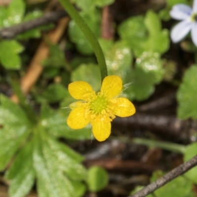 Ranunculus scapiger at Glenbog State Forest - 17 Jan 2024 by AlisonMilton