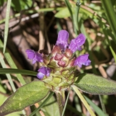 Prunella vulgaris (Self-heal, Heal All) at Glenbog State Forest - 17 Jan 2024 by AlisonMilton