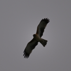 Hieraaetus morphnoides (Little Eagle) at Fyshwick, ACT by davidcunninghamwildlife