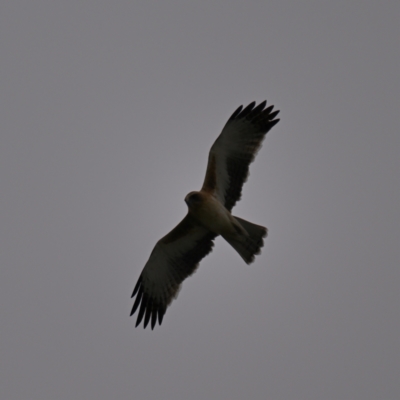 Hieraaetus morphnoides (Little Eagle) at Fyshwick, ACT by davidcunninghamwildlife