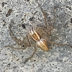 Oxyopes sp. (genus) (Lynx spider) at Canungra, QLD - 13 Jun 2024 by Hejor1