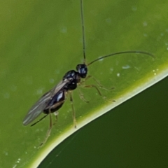 Ichneumonidae (family) at Currumbin, QLD - 13 Jun 2024 by Hejor1