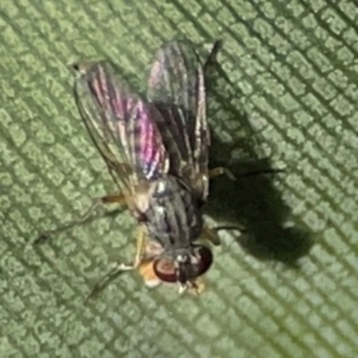 Diptera (order) at Currumbin, QLD - 13 Jun 2024 by Hejor1